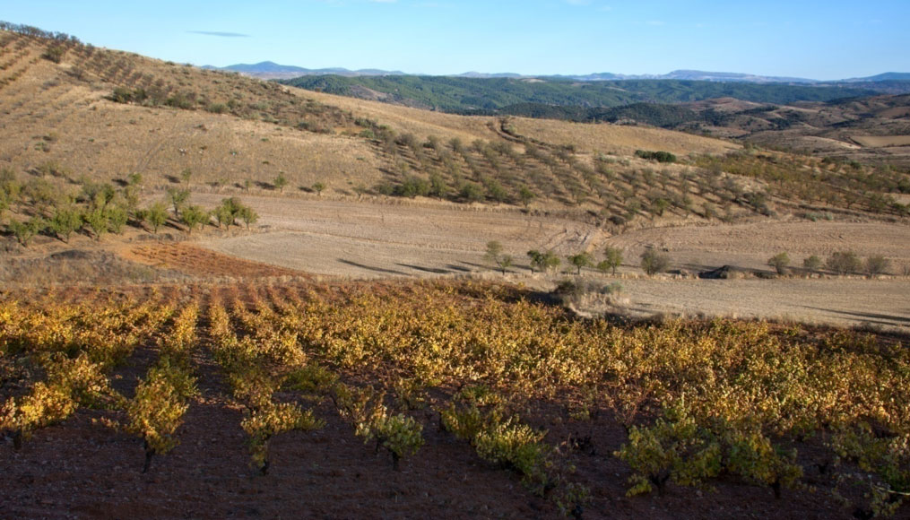 Viñedo Término de Atea