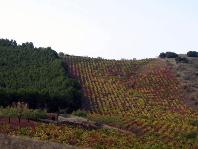 Viñedo Garaita