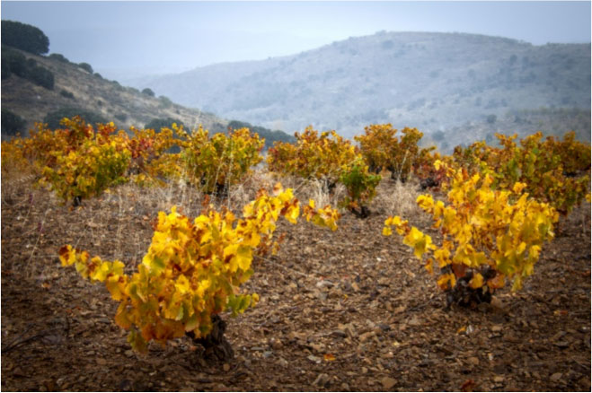 Viñedo Plano-carrapuerto