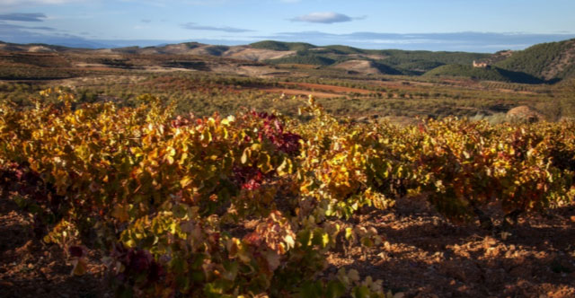 Viñedo Valdemilanos/cañadas